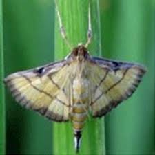 Infestation of leaf roller insect (Sorti) was seen in paddy fields in Sukma district