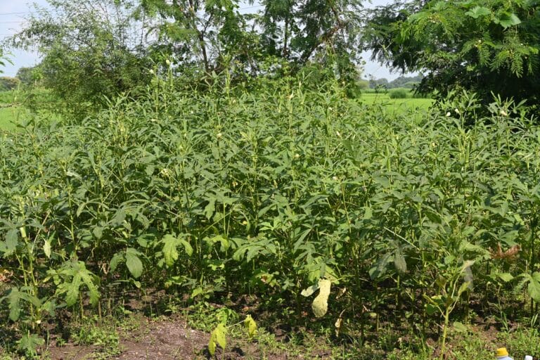 Dhamtari’s “Jal-Jagar” revitalized landscape, resulting in emergence of new water streams on parched land.