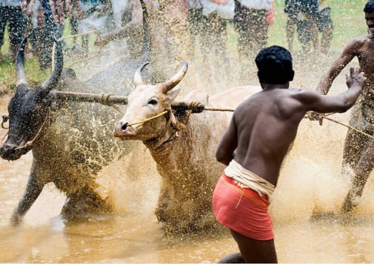 Kisan Utsav and bull race