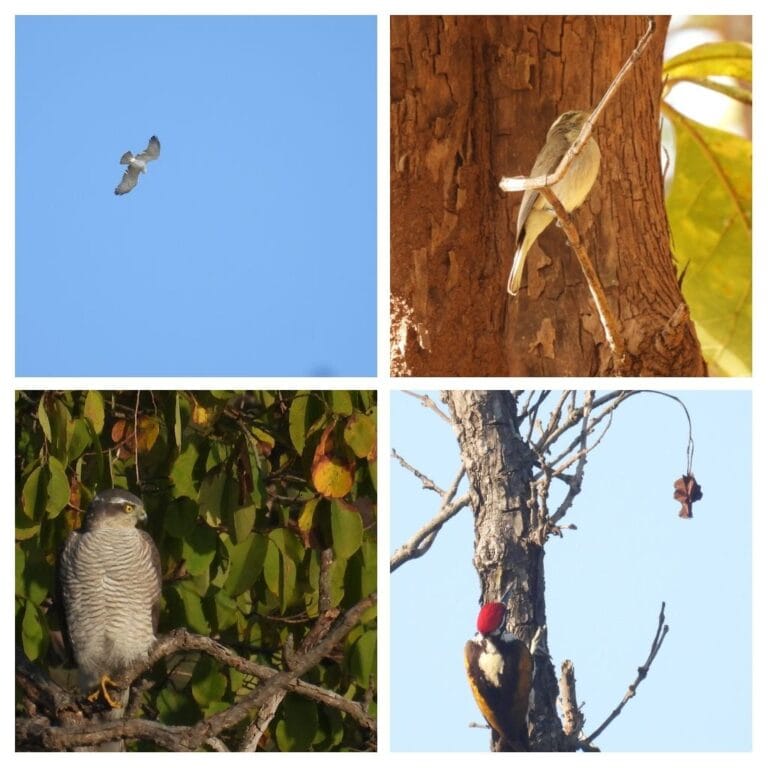 Over 200 bird species recorded, participants from 11 states