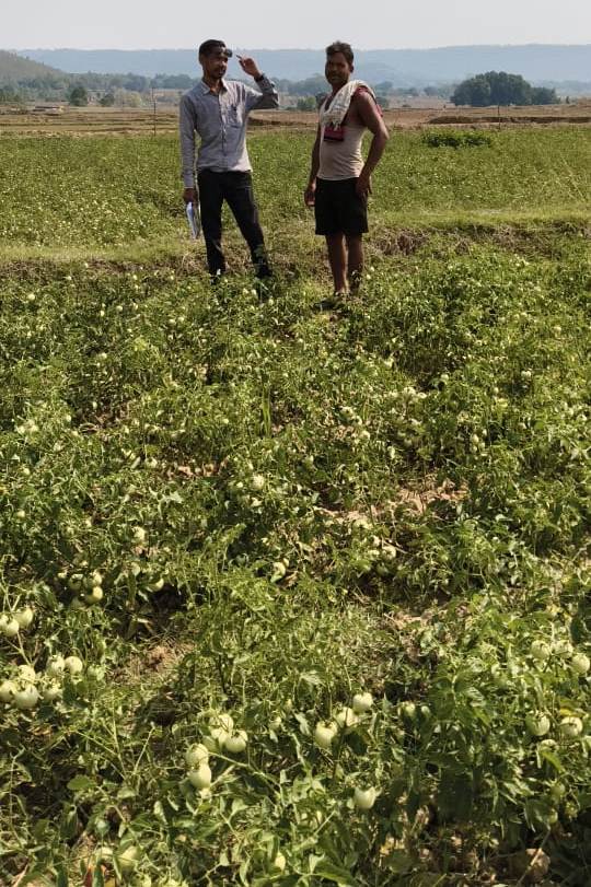 National Horticulture Mission supports farmers: Improved technology increases production and profits in tomato farming