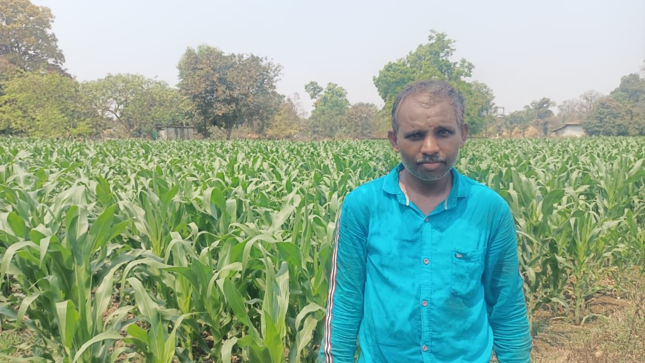 Crop rotation proved to be a lifeline: increased income, saved water