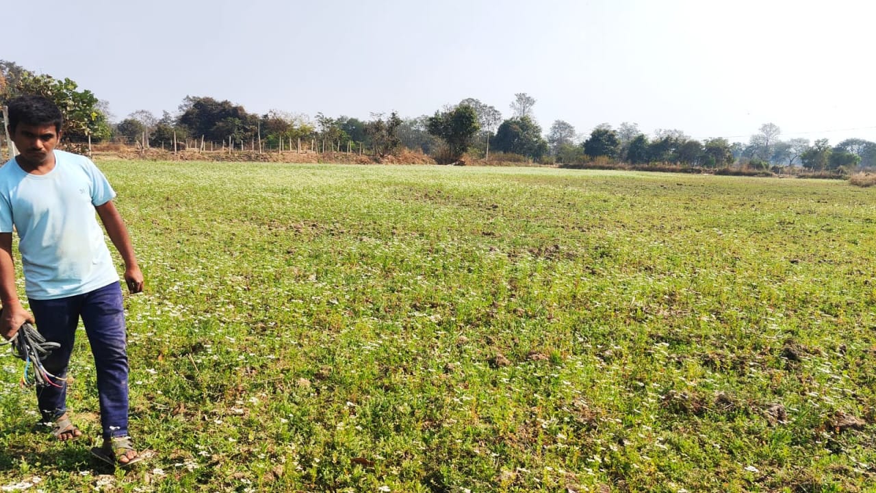  National Horticulture Mission: Farmer Pramod becomes self-reliant through horticulture farming