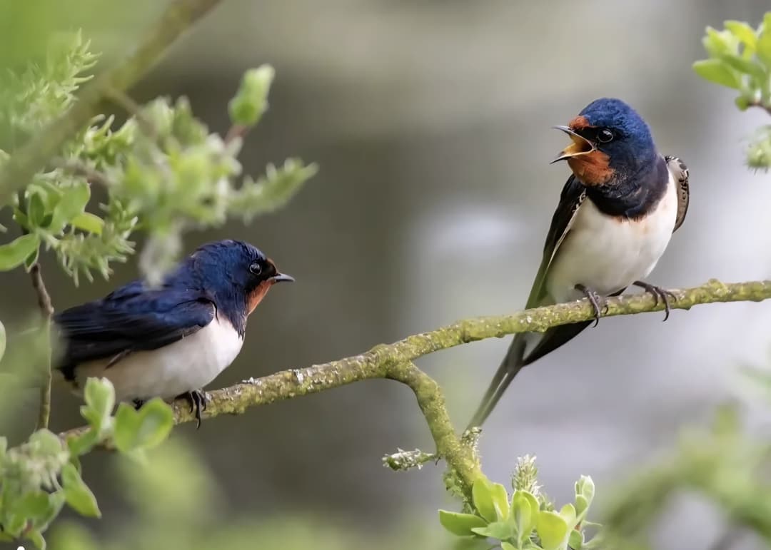  ‘Birdwalk’ becomes the centre of attraction at Eco Camp Chhindari in Khairagarh