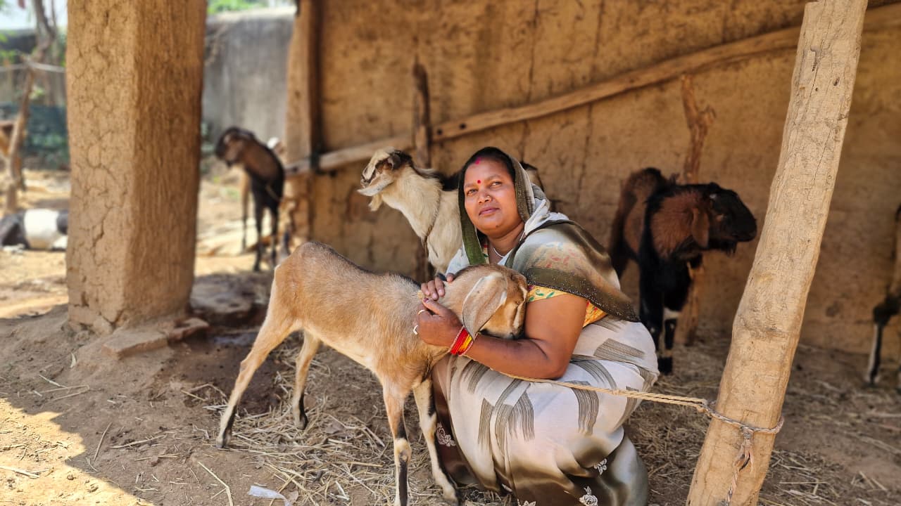 Life changed with Bihan Yojana: Goat rearing made Indraniya Bai ‘Lakhpati Didi’