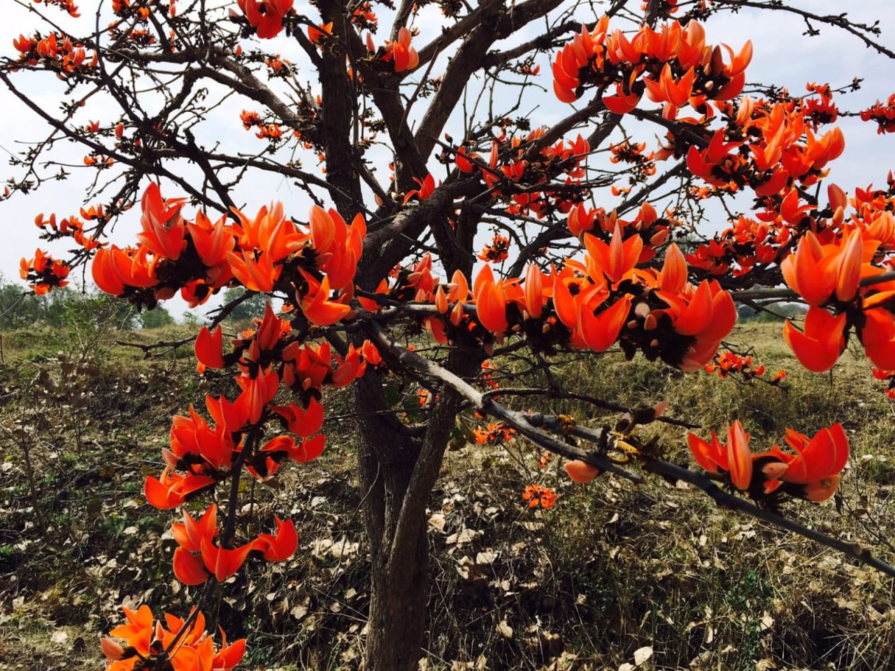  Palash flower increases livelihood and prosperity