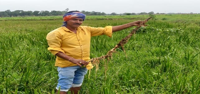 Paddy fields are now yielding medicinal richness