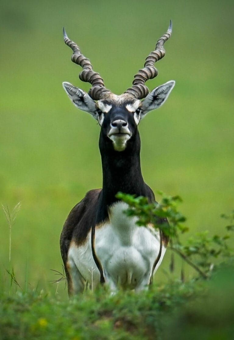 Chhattisgarh model of ecological restoration – ‘Return of blackbucks to Barnawapara’