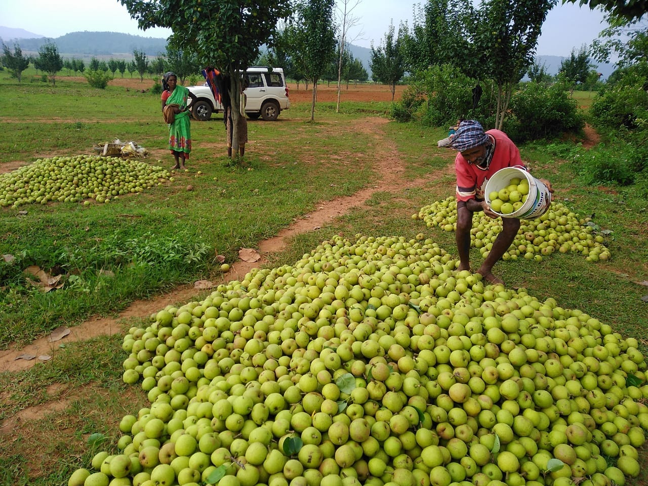 Jashpur pears are increasing farmers’ income, with over 3,500 farmers involved in fruit production.