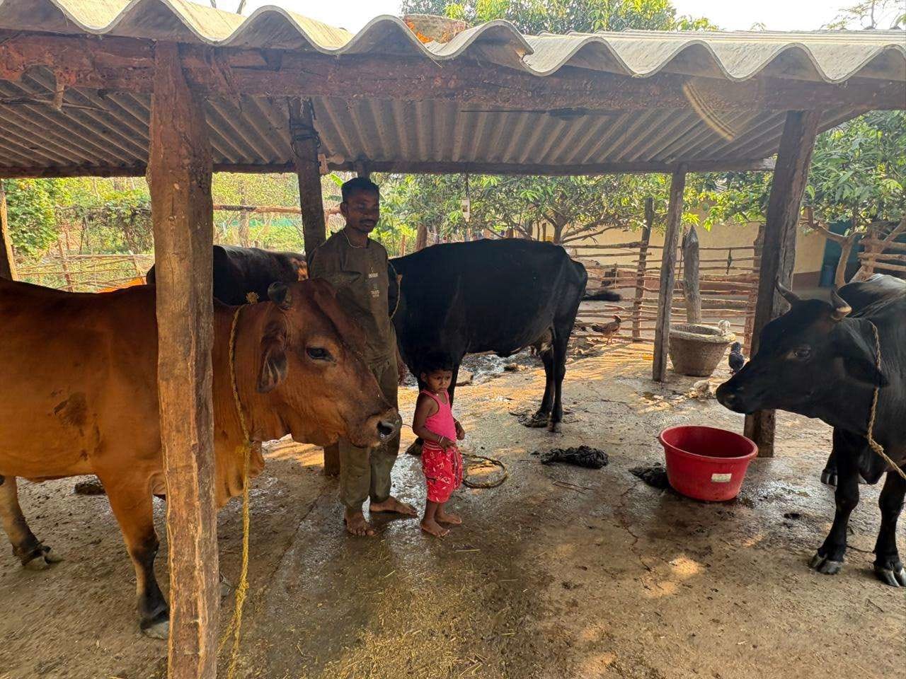 Animal husbandry changed Pyarelal Yadav’s life.