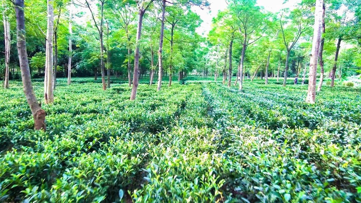 Farmers of Jashpur are creating a distinct identity in agriculture.