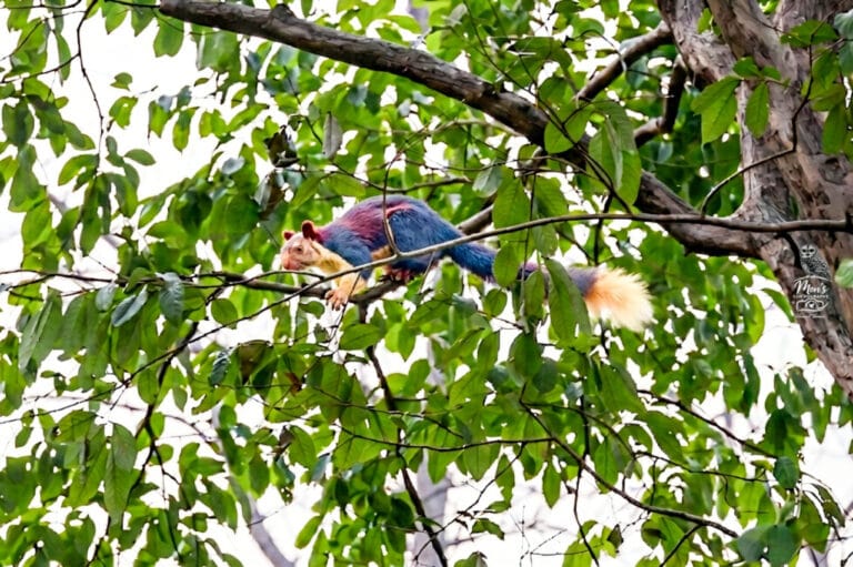 Rare giant Indian squirrel spotted in Devpur forest of Barnawapara
