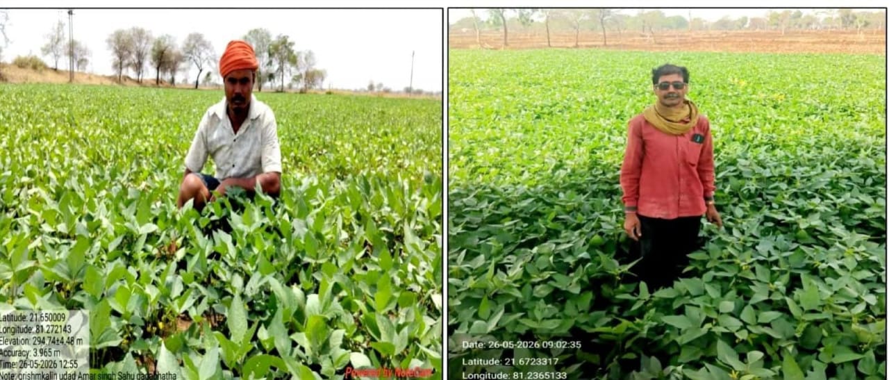 Summer black gram cultivation moves towards self-reliance