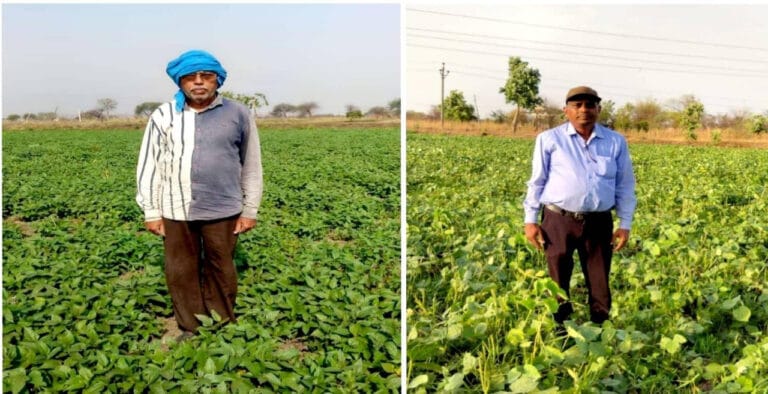 Four-fold increase in area under pulses in Bemetara district