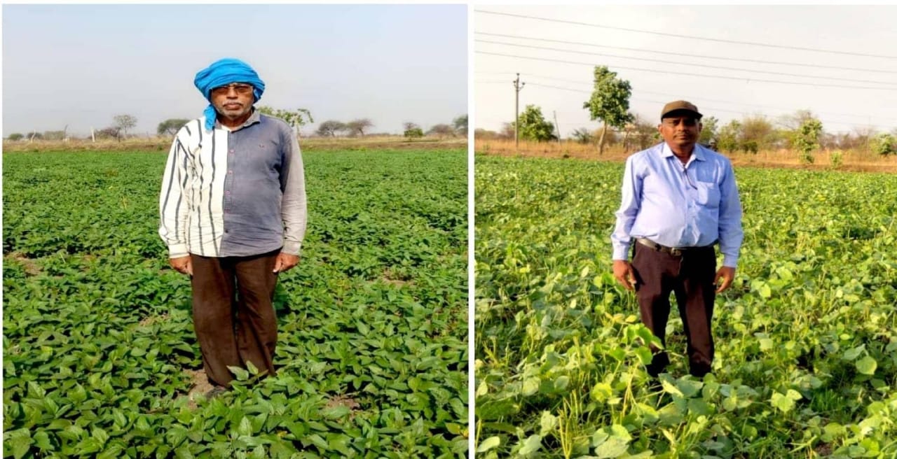 Four-fold increase in area under pulses in Bemetara district