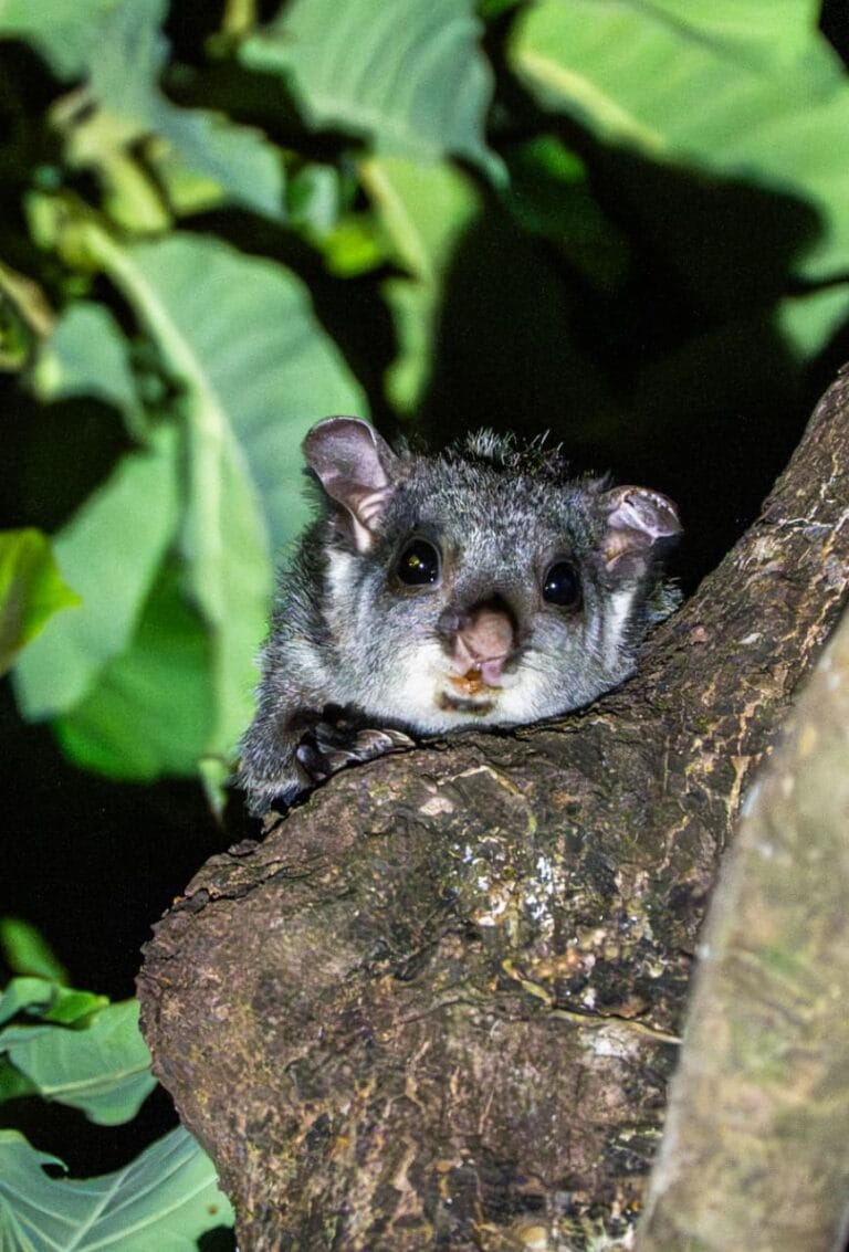 Rare flying squirrel spotted in Udanti-Sitanadi Tiger Reserve, a major success for conservation efforts