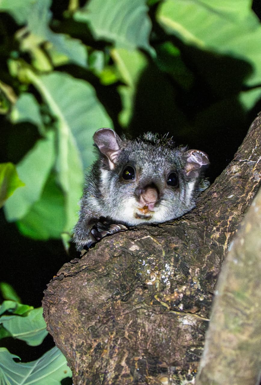 Rare flying squirrel spotted in Udanti-Sitanadi Tiger Reserve, a major success for conservation efforts