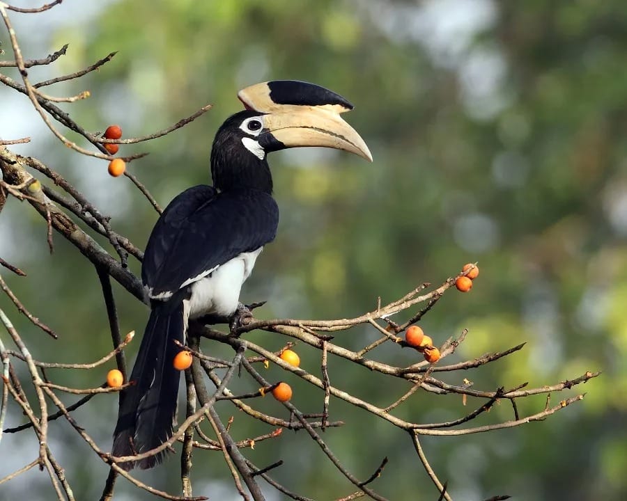 ‘Hornbill Safari’ will start in Udanti-Sitanadi Tiger Reserve on the initiative of Forest Minister Shri Kedar Kashyap.