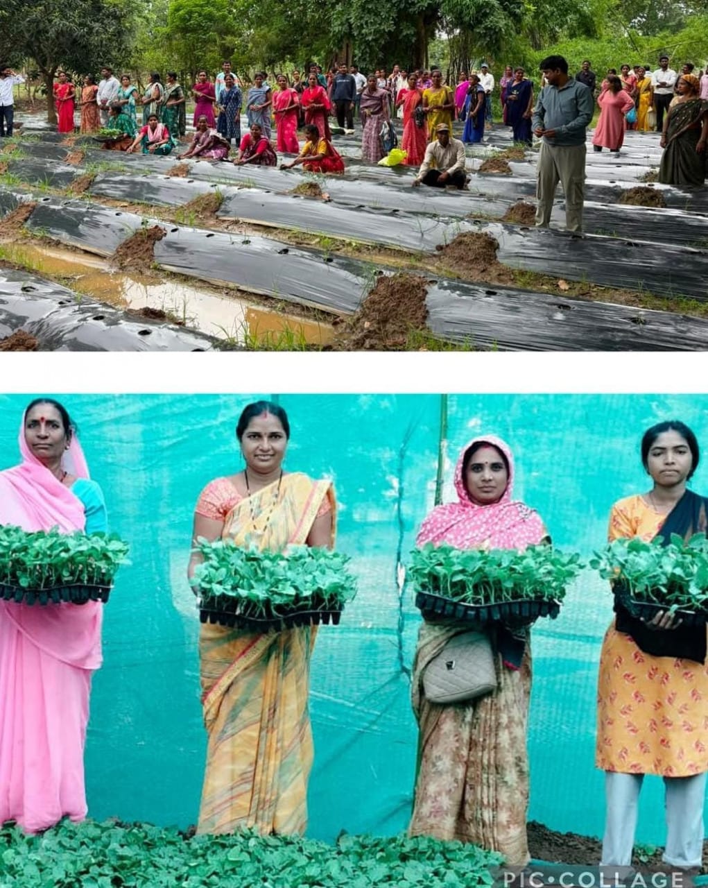 Grafted vegetables will be a boon for farmers in times of climate change: Scientific training concludes in Dhamtari