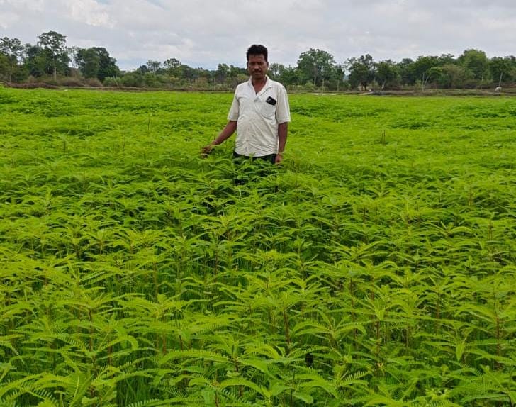 Green manure improves farm health, farmer Narendra Singh becomes an example of natural farming