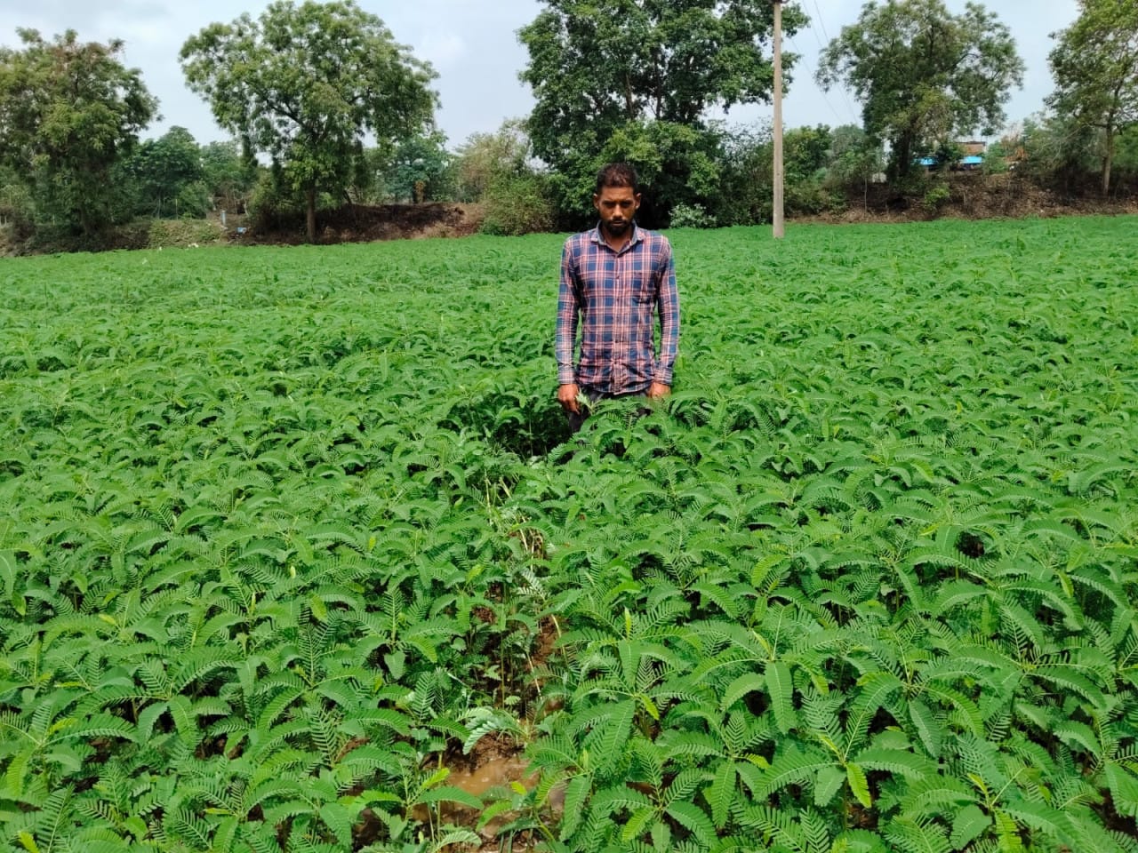 Green manure (dhaincha) is improving the health of the fields, farmers are moving towards sustainable farming.