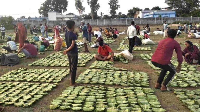 Green gold becomes the economic strength of rural families