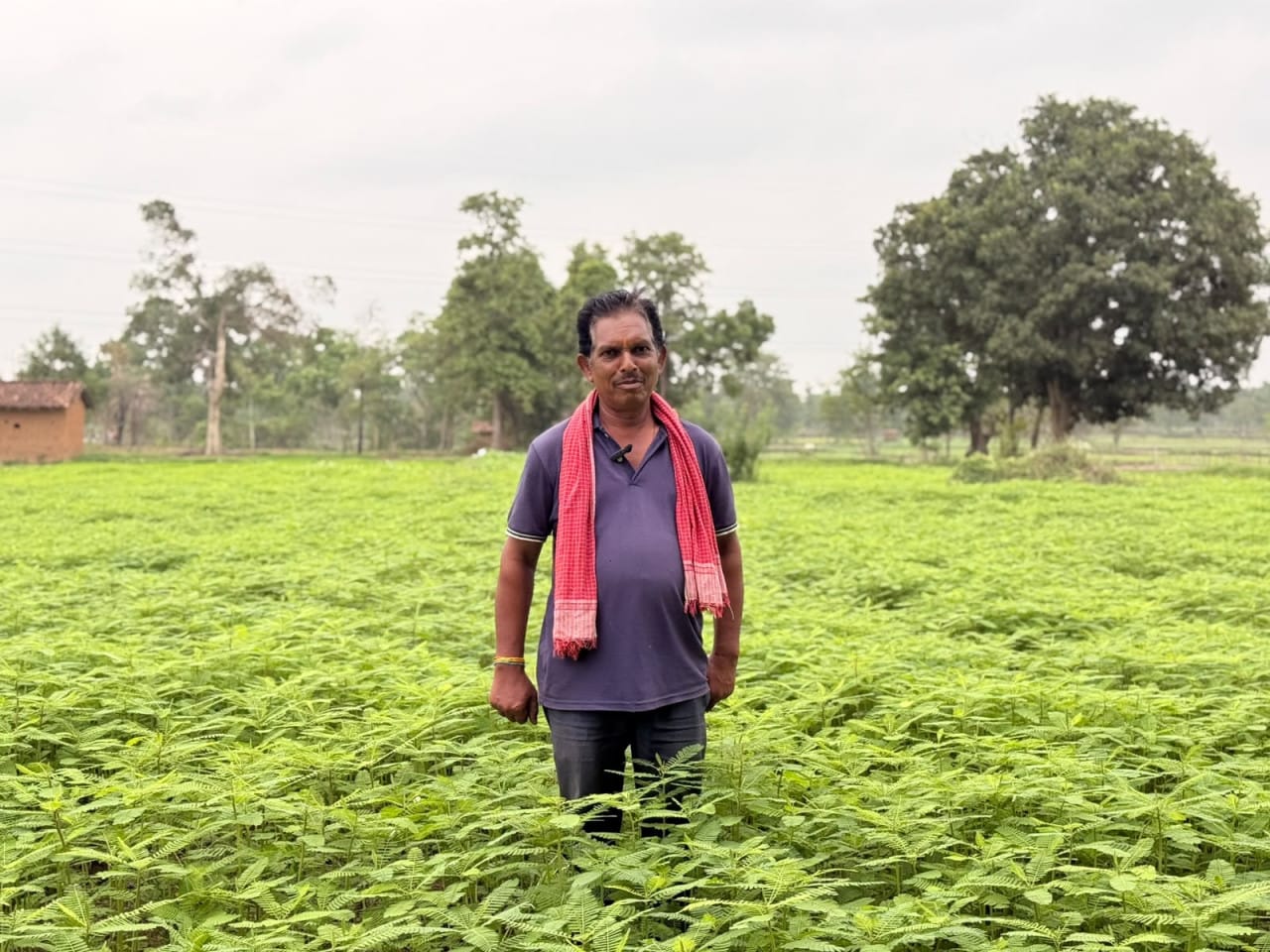 Green manure (dhaincha) has transformed agriculture, halving fertilizer expenditure and making the soil more fertile.