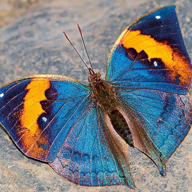  Chhattisgarh will soon get its first state butterfly
