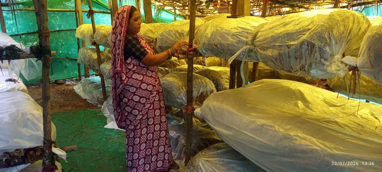 Mushroom production changed lives: Bihaan made Pushpa Sao self-reliant