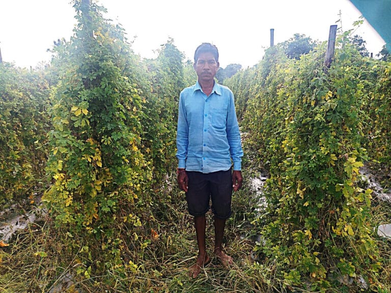 Farmer Tarachand Thakur’s financial condition improves due to bitter gourd cultivation