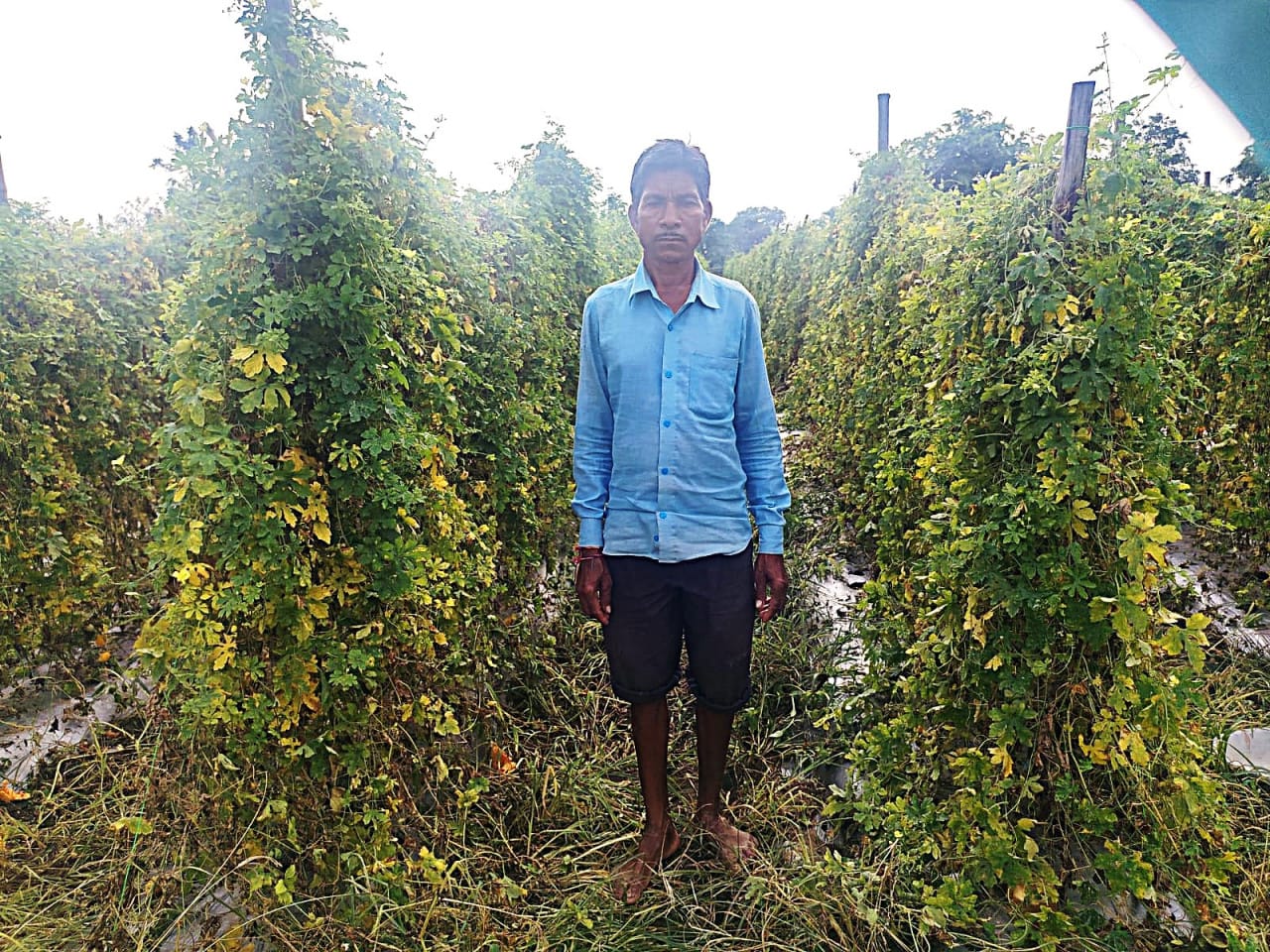 Farmer Tarachand Thakur’s financial condition improves due to bitter gourd cultivation