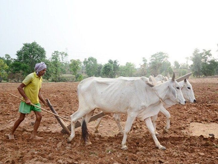 With the arrival of monsoon in the state, agriculture has picked up pace.