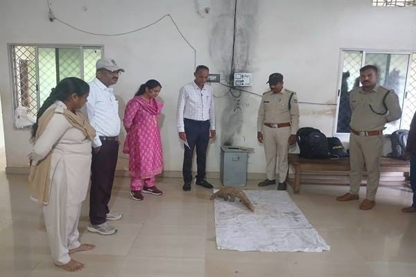 Safe Rescue of Endangered Pangolin by Rural Vigilance,