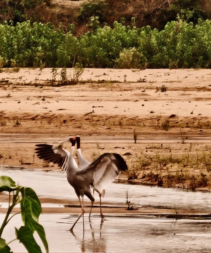 The rare sighting of the Sarus Crane in Surguja highlights the success of the green initiatives of the Forest Minister, Shri Kedar Kashyap, in Chhattisgarh.