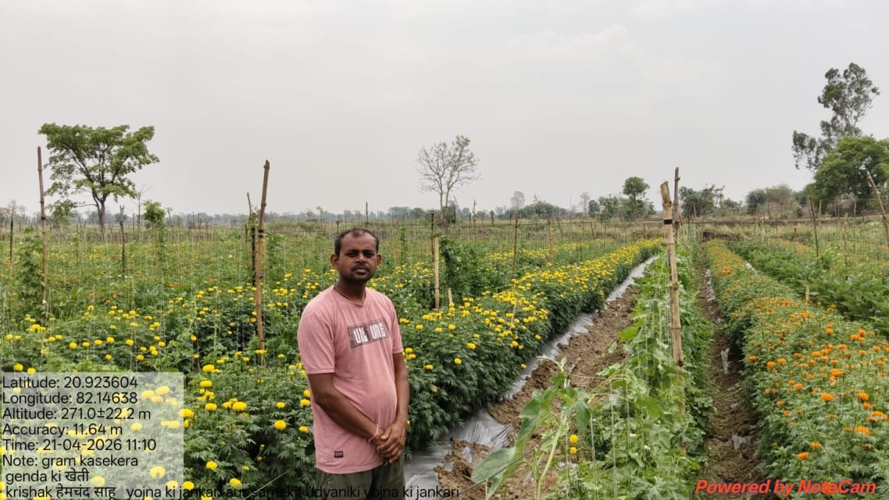 Marigold cultivation changes the image of farmer Hemchand Sahu