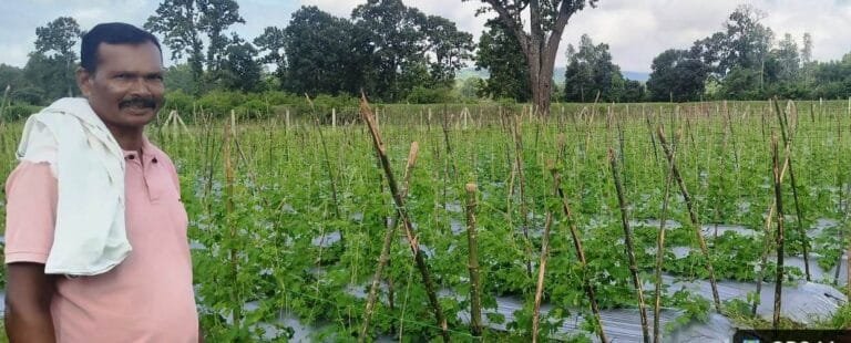 Farmer Bajrang becomes a source of inspiration in bitter gourd production by adopting scientific farming