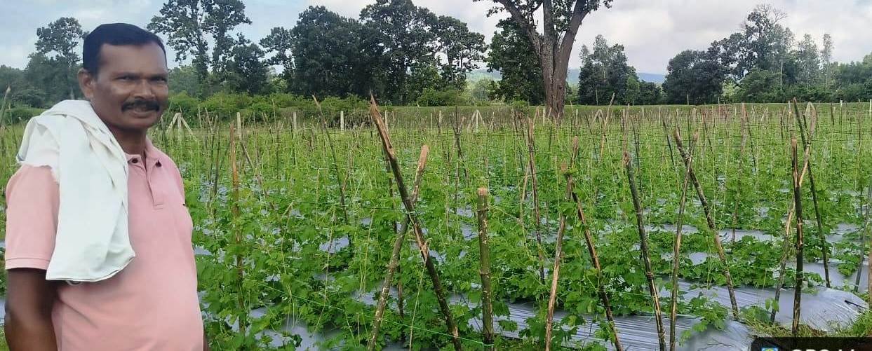 Farmer Bajrang becomes a source of inspiration in bitter gourd production by adopting scientific farming