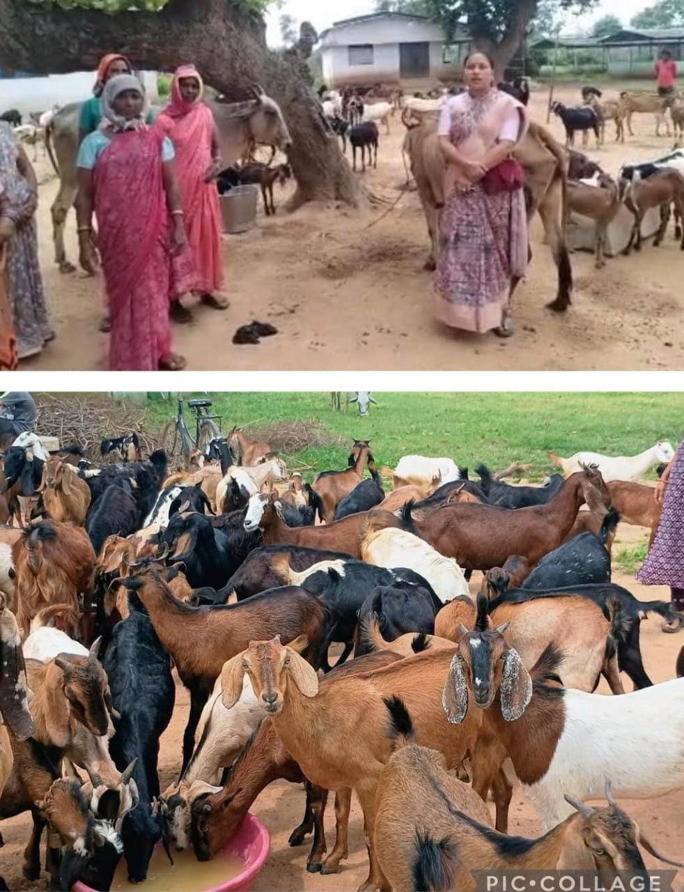  The Chhipli Didis of Dhamtari have built a multifaceted livelihood empire, starting with goat rearing.