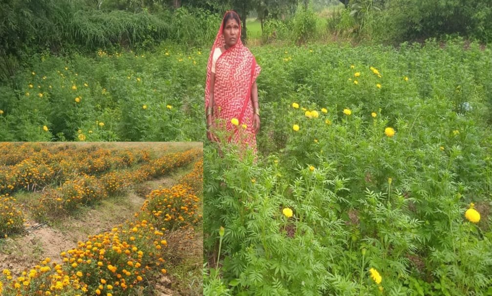  Mrs. Kumari Chandrakar increased her income by cultivating marigold.