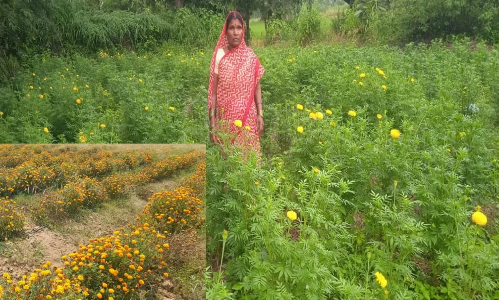 Mrs. Kumari Chandrakar increased her income by cultivating marigold.