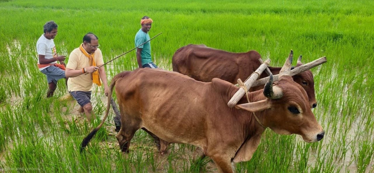 Chief Minister Shri Vishnu Dev Sai’s close connection with his soil and farming
