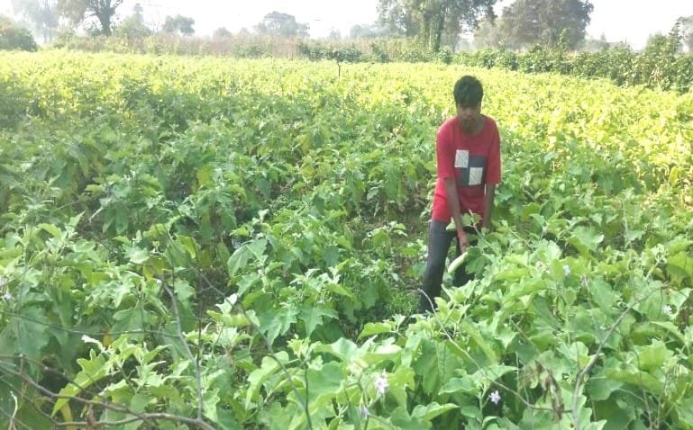 Cultivation of grafted brinjal has improved the financial condition of farmer Mr. Surendra.