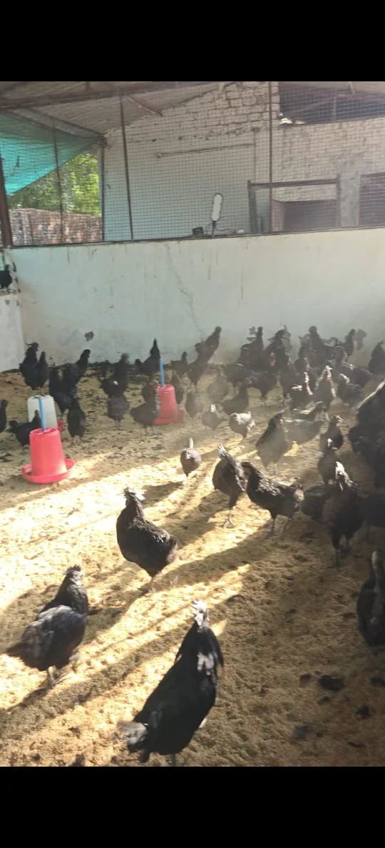  ‘Kadaknath in every farmer’s home’ is increasing farmers’ income in Bijapur