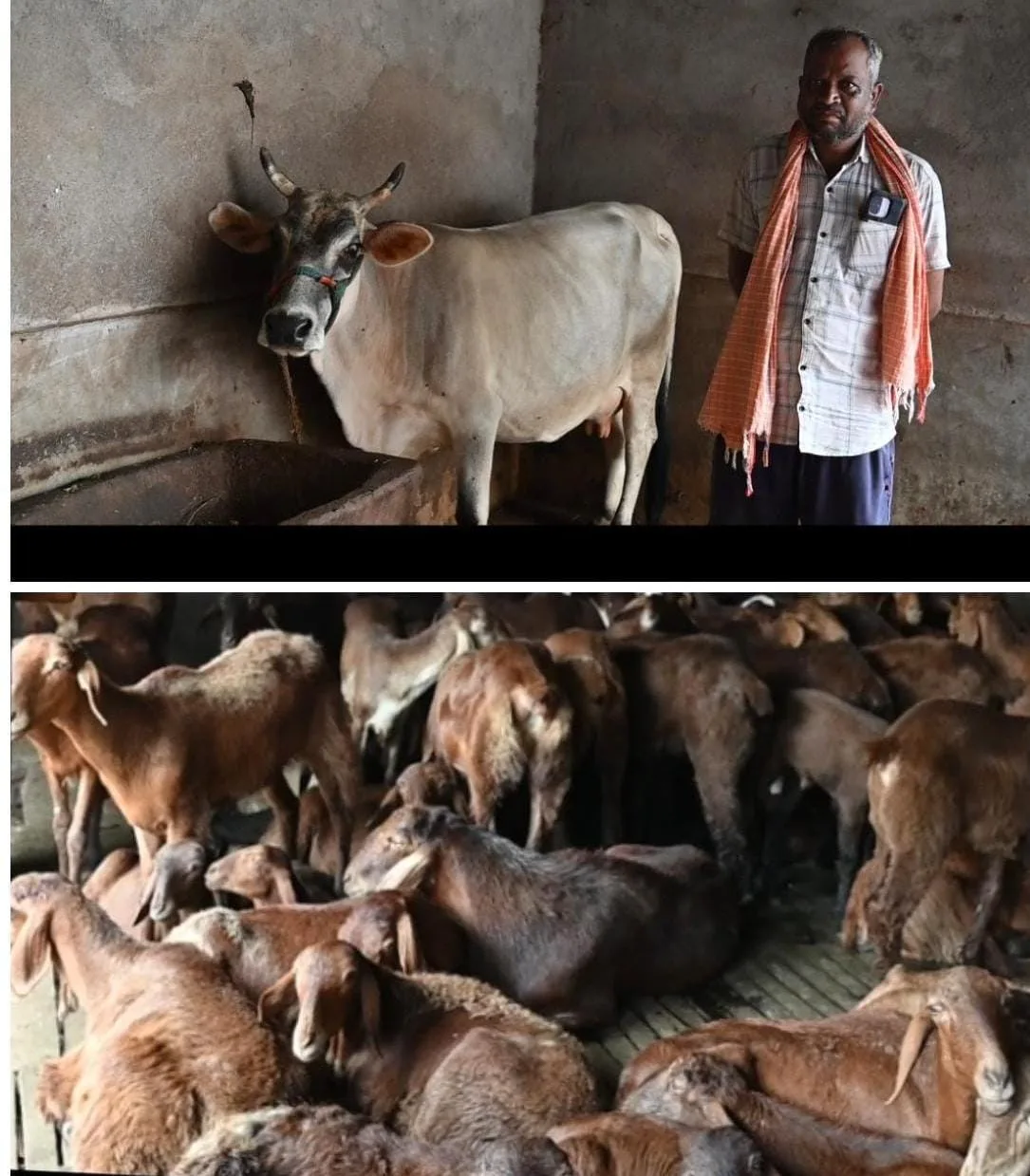 From struggle to prosperity, Vidyadhar Yadav of Barmkela has created a new chapter in self-employment by rearing sheep and cows.