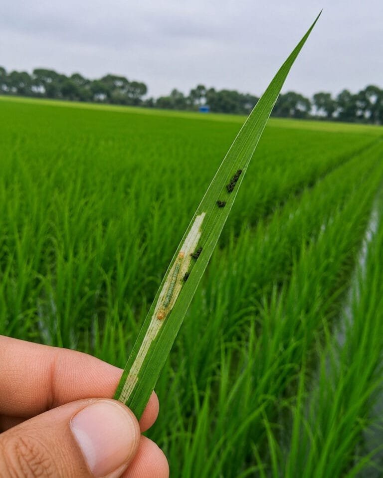 Farmers should increase monitoring of leaf folder and yellow stem borer in paddy: ICAR-NIBSM
