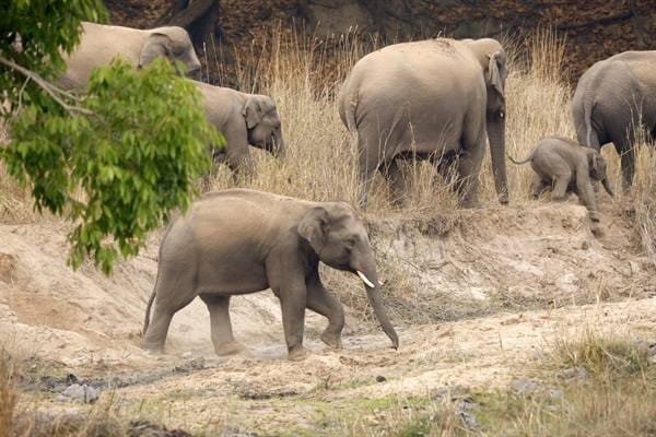 A family of elephants grows in Madhya Pradesh