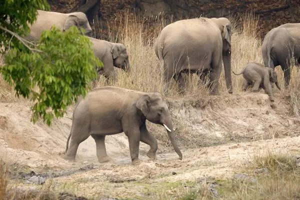 A family of elephants grows in Madhya Pradesh