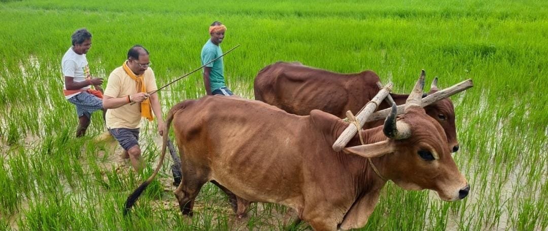 Chief Minister Shri Vishnu Deo Sai reconnects with farming roots, ploughs field in native village