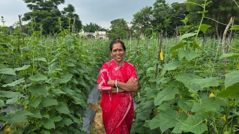 Bihan sisters receive economic support, Subhadra Mandal writes a new story of self-reliance through cucumber cultivation