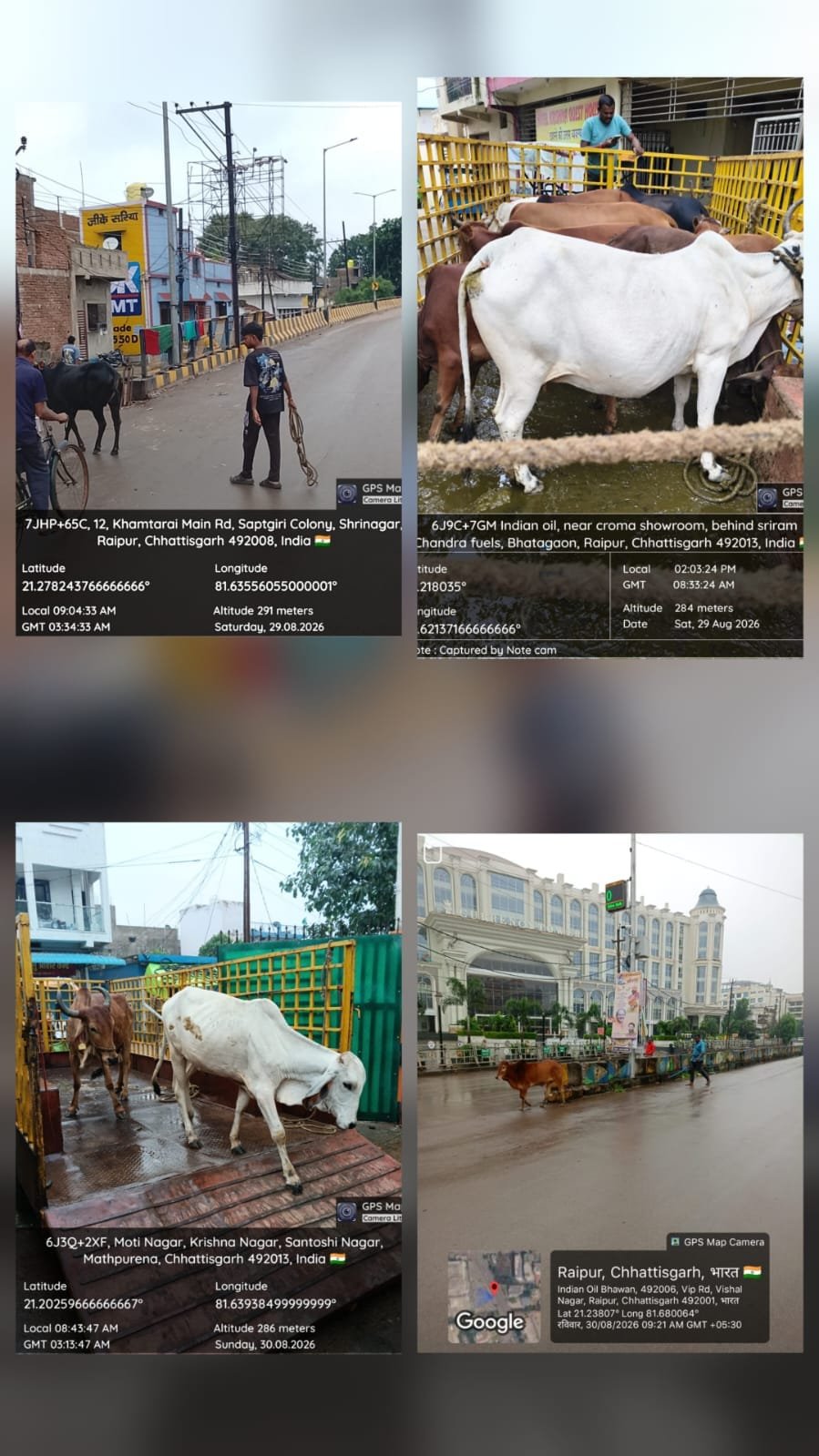 Raipur Municipal Corporation is advising animal owners who leave their animals in the open and imposing fines as per the rules